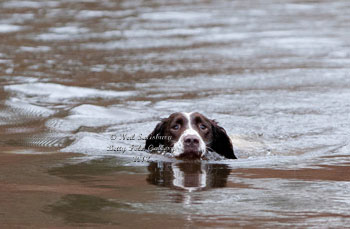 Springer Spaniel photography by Betty Fold Gallery